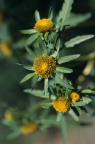 Bidens radiata, Bident rayonnant