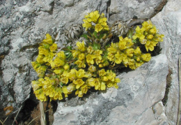 Draba aizoides, Drave aïzoon