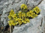 Draba aizoides, Drave aïzoon