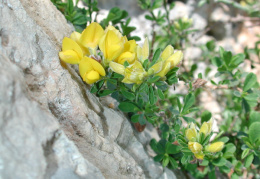 Genista pilosa, Genêt poilu