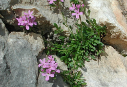 Erinus alpinus, Erine des Alpes