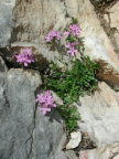 Erinus alpinus, Erine des Alpes