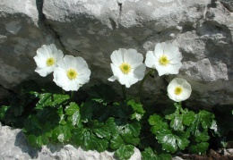 Ranunculus alpestris, Renoncule alpestre