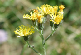 Hieracium cymosum, Épervière cymeuse