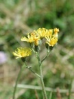Hieracium cymosum, Épervière cymeuse