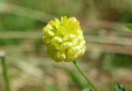 Trifolium campestre, Trèfle champètre