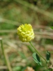 Trifolium campestre, Trèfle champètre