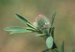 Trifolium arvense, Trèfle des champs