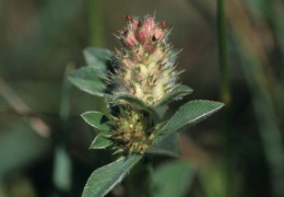 Trifolium striatum, Trèfle strié