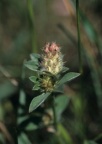 Trifolium striatum, Trèfle strié