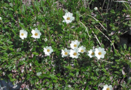 Dryas octopetala, Dryade à huit pétales