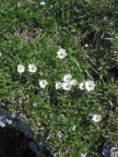Dryas octopetala, Dryade à huit pétales