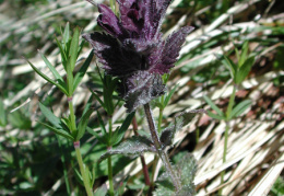 Bartsia alpina, Bartsie des Alpes