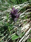 Bartsia alpina, Bartsie des Alpes