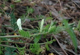 Vicia lutea, Vesce jaune