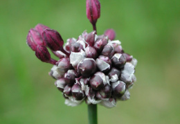 Allium scorodoprasum, Rocambole