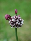 Allium scorodoprasum, Rocambole