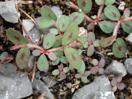 Euphorbia maculata, Euphorbe maculée