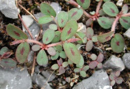 Euphorbia maculata, Euphorbe maculée