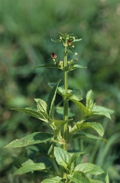 Scrophularia umbrosa, Scrophulaire des ombrages