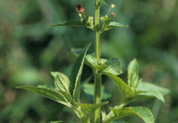 Scrophularia umbrosa, Scrophulaire des ombrages