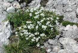 Arenaria multicaulis, Sabline à plusieurs tiges