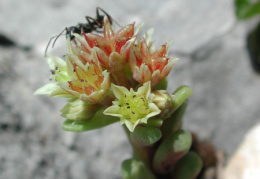 Sedum atratum, Orpin noirâtre