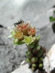 Sedum atratum, Orpin noirâtre