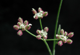 Torilis arvensis, Torilis des champs