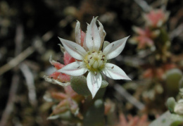 Sedum hispanicum, Orpin d'Espagne