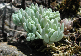 Sedum hispanicum, Orpin d'Espagne