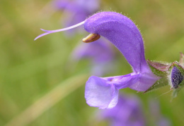 Salvia pratensis, Sauge des prés