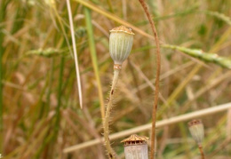 Papaver rhoeas, Coquelicot