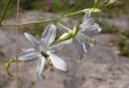 Anthericum liliago, Anthéricum à fleurs de lis