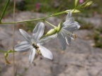 Anthericum liliago, Anthéricum à fleurs de lis