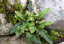 Ceterach officinarum, Cétérach officinal