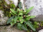 Ceterach officinarum, Cétérach officinal