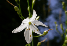 Anthericum liliago, Anthéricum à fleurs de lis