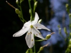 Anthericum liliago, Anthéricum à fleurs de lis