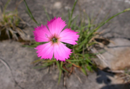 Dianthus sylvestris, Oeillet des rochers