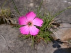Dianthus sylvestris, Oeillet des rochers