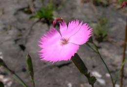 Dianthus sylvestris, Oeillet des rochers