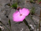 Dianthus sylvestris, Oeillet des rochers