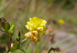 Trifolium campestre, Trèfle champètre