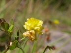 Trifolium campestre, Trèfle champètre
