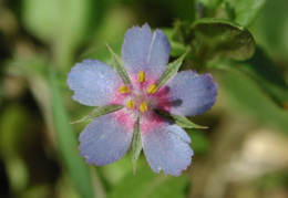 Anagallis foemina, Mouron femelle