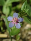 Anagallis foemina, Mouron femelle