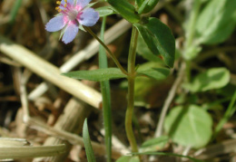 Anagallis foemina, Mouron femelle