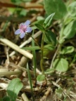 Anagallis foemina, Mouron femelle