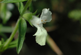 Stachys annua, Épiaire annuelle